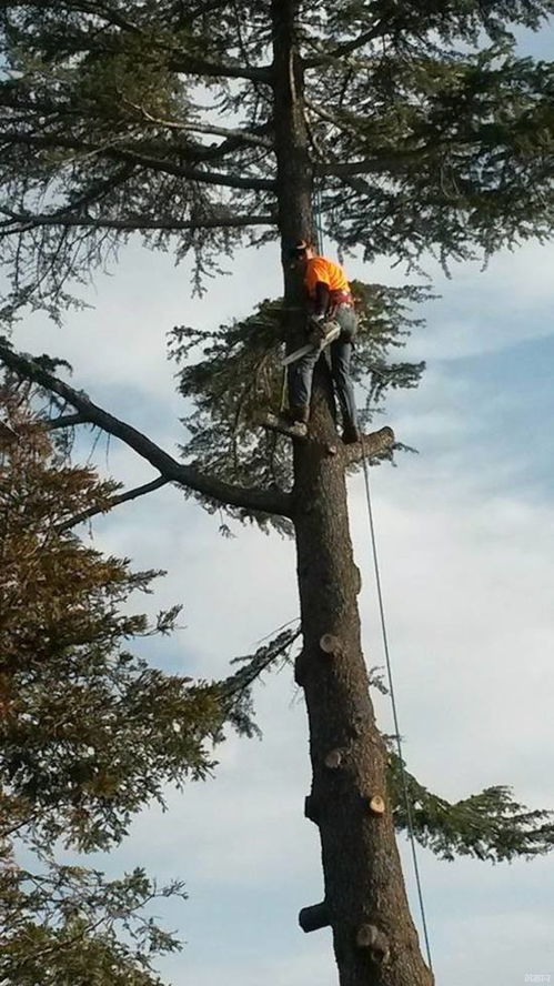 tree service tulsa ok,Tree Service Tulsa OK: A Comprehensive Guide for Homeowners